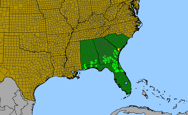 The range of Pycnanthemum nudum